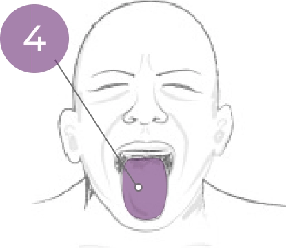 Sketch of head with tongue protruded and shaded in purple with a callout line between the number 4 and the tongue.